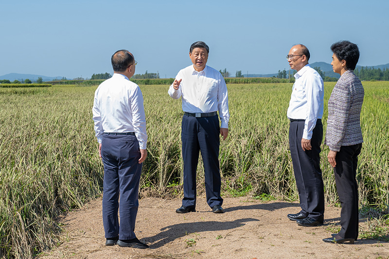 9月6日至8日，中共中央總書記、國(guó)家主席、中央軍委主席習(xí)近平在黑龍江考察。這是7日上午，習(xí)近平在遭受洪澇災(zāi)害的哈爾濱尚志市老街基鄉(xiāng)龍王廟村，察看水稻受災(zāi)情況。